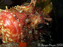Huge Northern Scorpionfish  (Scorpaena cardinalis), Canon... by Brian Mayes 
